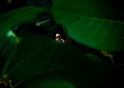 in the center of the photo is a lizard peaking over a leaf, surrounded by green leaves in the Maldives.